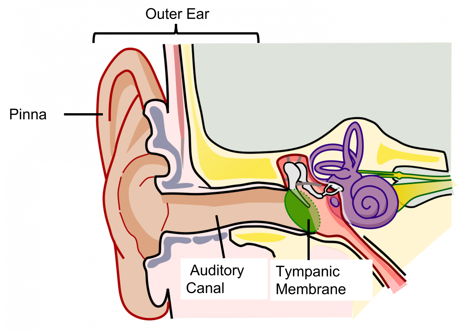 Auditory System The Ear Introduction To Neuroscience