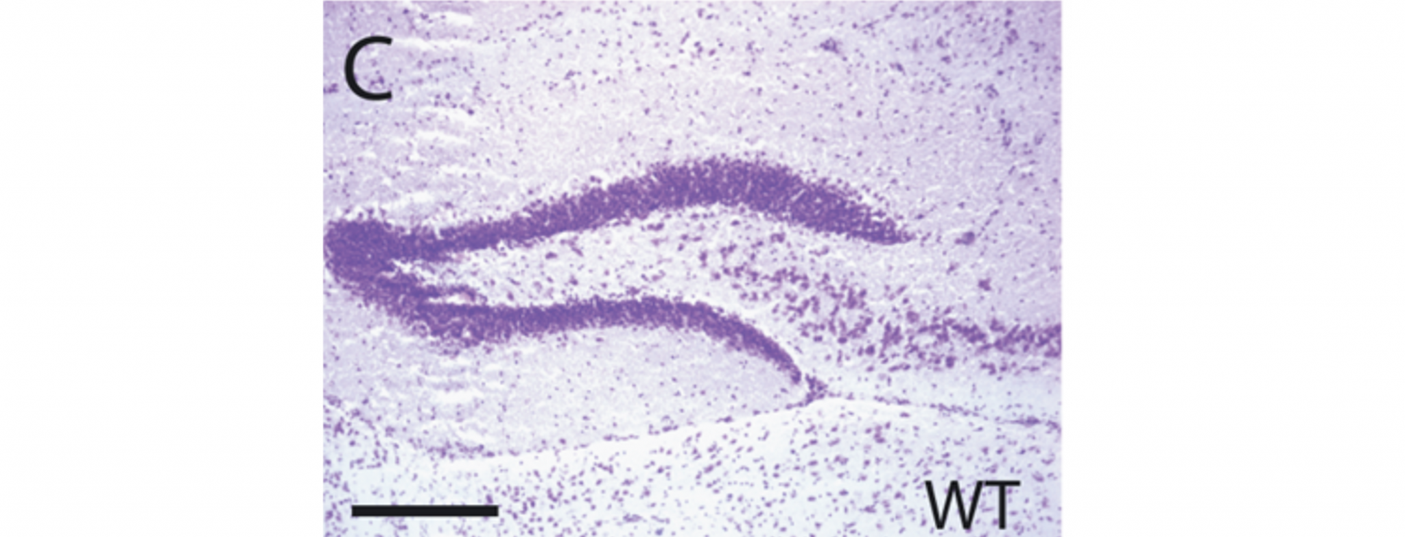 Visualizing Cells Of The Nervous System Introduction To Neuroscience