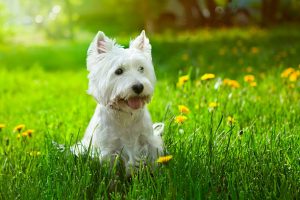 White dog sitting outside in the grass