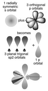 An image of 5 shapes. The most left corner a circle shape is labeled as "1 radially symmetric s orbital." to the right of the shape, and other shape named "3 orthogonal p orbitals" drawn as six petals. Below the two shapes are two more shapes. The left shape is an exaggerated explanation point labeled as "3 planal trigonal sp2 orbitals +." The next shape is two petals named "1 p orbital." Lastly on the very bottom of all the shapes, there is a drawing of all of the shapes above connected.