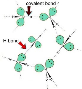An image of the Letter H connected to the letter O, that is then connected to another letter H. The line that connects the letters together are labeled "covalent bonds." And the letter O has a two green circles drawn with two dots in the circle with a dotted line coming outwards. And they are 6 of them and some are connected to each other by a dashed line labeled "H-bond" and some are not.
