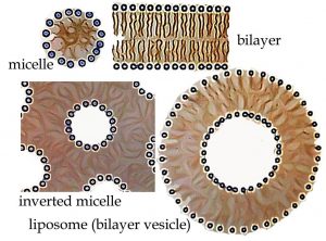 An image of four shapes. The first shape it to the top left in a circle shape with smaller circles surrounding the big circle in the middle labeled as "micelle." The next shape is to the top right side with a rectangular shape with tiny circles lined up on the top and bottom of the rectangle. The shape is labeled as "bilayer." The shape to the bottom right is a big circle with a circular hole in the middle and is labeled as "liposome(bilayer vesicle)." And surrounding the outer and inner circle there are tiny circle dots. And the last image is labeled as "Inverted miscelle" that is shaped like a square with 6 circle holes in the square. And the circles are outlined with tiny circles.