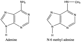 An Image of two structures. The first structure is labeled as "Adenine" and has four letter N's connected to each other with either one or two lines making two pentagons. On the first pentagon there is a line on the bottom connecting to the letter H and then on the second pentagon there is a line on the top connecting to "NH2." On the second structure it is the same but the second pentagon is connecting to "HN" on the top that connects to "CH3" to the right. And is labeled as "N-6 methyl adenine."