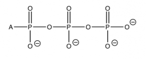 An image of a structure. Starts with the letter A connected to P to the right side. The letter P is connected to the letter O on the top with two lines, a letter O to the right side, and another letter O to the bottom with a "-." The O to the right is connected to P to the right side. The letter P is connected to the letter O on the top with two lines, a letter O to the right side, and another letter O to the bottom with a "-." The O to the right is connected to P to the right side. The letter P is connected to the letter O on the top with two lines, a letter O to the right side, and another letter O to the bottom with a "-."