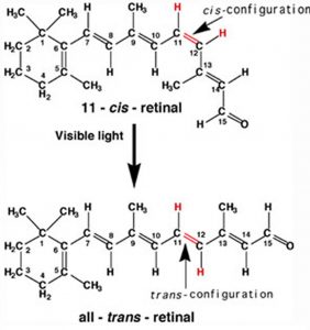 An image of two structures. The first structure is labeled as "Visible light" and "11- CIS- retinal." In the image there are 12 "C" letters, 4 "H2O", 3 "CH3", and one "O" all connected to each other. Then below there is an arrow pointing down wards to the second structure. The second structure has tweleve letter "C's", Four letter "H2O", two letter "CH3's" and one letter "O" all connected together.