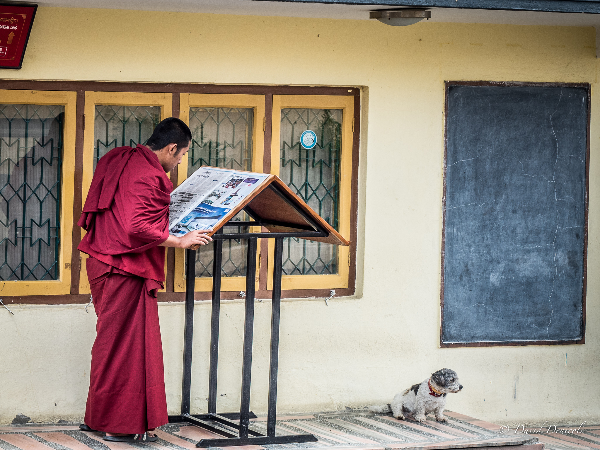 Buddhist monk in traditional clothing reading a newspaper on a stand, with a small white and black dog sitting near