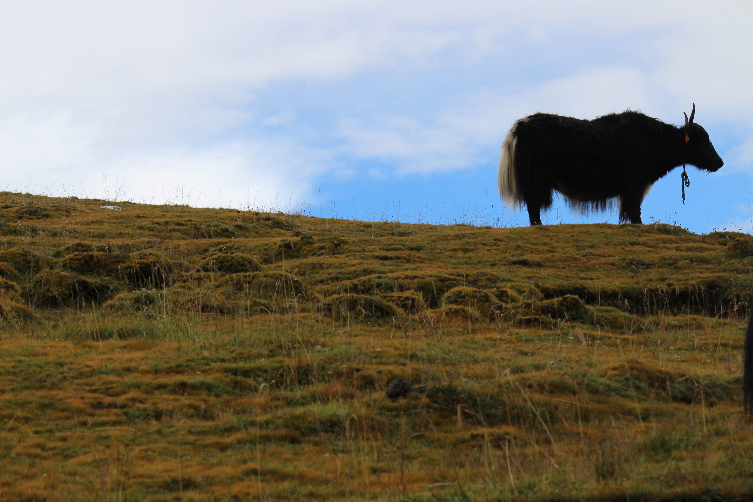 yak standing on grass against a blue, partly cloudy sky
