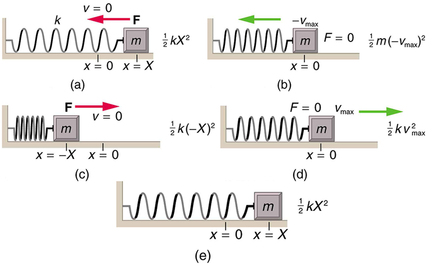 The given figure (a) shows a spring on a frictionless surface attached to a bar or wall from the left side and on the right side of the spring, there is an object attached with mass m. Its amplitude is given by X, and X is equal to zero at the equilibrium level. Force F is applied to it from the right side, represented by a red arrow pointing toward the left and velocity v is equal to zero. An arrow showing the direction of force is also given alongside this figure as well as with the other four figures. The energy of the object is half k x squared. In the given figure (b), after force is applied, the object moves to the left, compressing the spring slightly. The displacement of the object from its initial position is indicated by dots. The force F, here is equal to zero and velocity v, is maximum in the negative direction or the left. The energy of the object in this case is half m times negative v-max whole squared. In the given figure (c), the spring has been compressed the maximum limit, and the amplitude is minus X. Now the force is toward the right, indicated here with a red arrow pointing to the right and the velocity, v, is zero. The energy of the object now is half k times negative x whole squared. In the given figure (d), the spring is shown released from its compressed position and the object has moved toward the right side to reach the equilibrium level. Here, F is equal to zero, and the velocity, v, is the maximum. The energy of the object becomes half k times v max squared. In the given figure (e), the spring has been stretched loose to the maximum possible limit and the object has moved to the far right. Now the velocity v, here is equal to zero and the direction of force is toward the left. As shown here, F is equal to zero. The energy of the object in this case is half k times x squared.