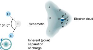 The two hydrogen atoms in the water molecule subtend an angle of one hundred and four point five degrees with oxygen at the center. This is a schematic arrangement of hydrogen and oxygen atoms in the water molecule. The molecule is polarized, with the electrons attracted more to the nucleus of the oxygen atom than toward the nuclei of the hydrogen atoms.