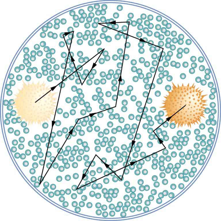 Inside a circle, water molecules are shown with a magnified image of a suspended pollen grain. The suspended particle is being constantly hit by molecules in the surrounding fluid. The path followed by the pollen grain is zig-zagging and complex, illustrating Brownian motion.