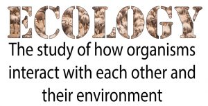 Ecology: The study of how organisms interact with each other and their environment.