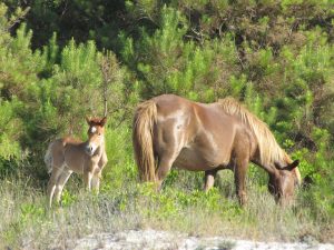 Mare and foal grazing on Assateague Island.