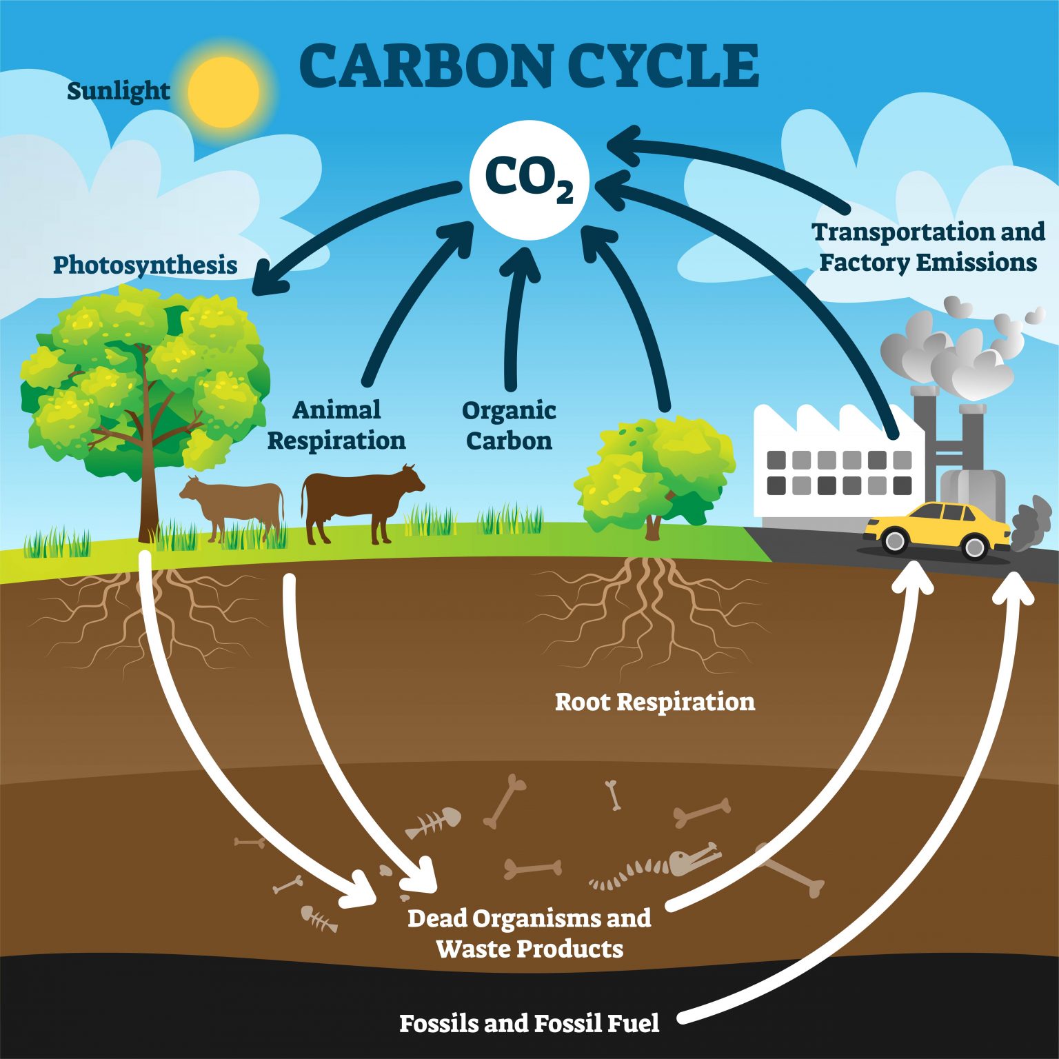 easy carbon cycle diagram