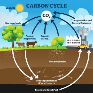Carbon cycle diagram. Includes photosynthesis, animal respiration, organic carbon, root respiration. dead organisms and waste products, fossils and fossil fuel, and transportation and factory emissions