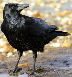 Image of hooded crow