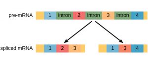 pre-mRNA with exons 1-4 may alternatively splice into one that has exons 1, 2, 3 and another that has exons 1, 3, and 4