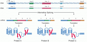 Pre-mRNA molecule alternatively spliced creates different proteins.