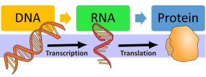 The process of DNA to RNA is transcription. The process of RNA to protein is translation.