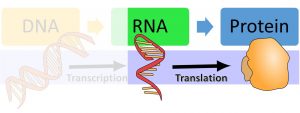 RNA translates to protein.