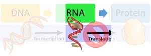 Central dogma icon highlighting between RNA and translation