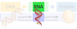 RNA molecule highlighted in the larger image of transcription and protein.