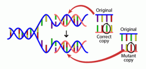 DNA replication with mutation