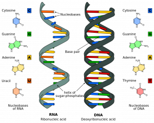 RNA is composed of a single strand and is made up of cyosine, guanine, adenine, and uracil. DNA is double-stranded and made up of cytosine, guanine, adenine, and thymine.