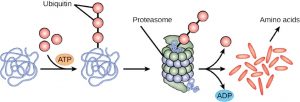 Proteasome surrounds protein with a ubiquitin tag and breaks it down into amino acids.