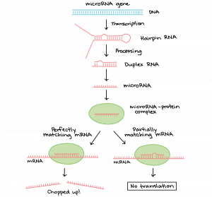 Sequence of events for microRNA.