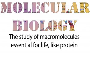 Molecular biology is the study of macromolecules essential for life, like protein