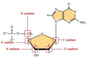 Sugar molecule with the five carbons labeled