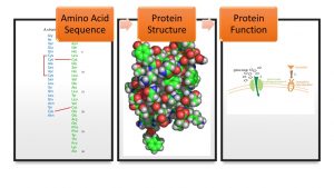 amino acid sequence influences protein structure which influences function.