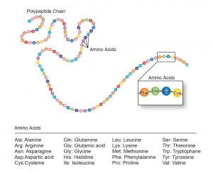 Polypeptide chain composed of amino acids.