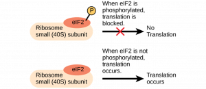 When elF2 is phosphorylated, translation is blocked (i.e., no translation). When elF2 is not phosphorylated, translation occurs.