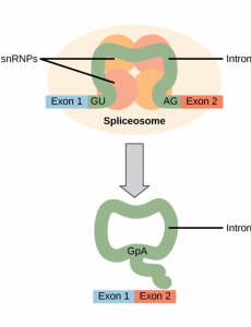 Spliceosome removing intron.