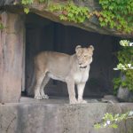A lion at the Lincoln Park Zoo in Chicago