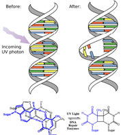 An images of before and after of DNA.
