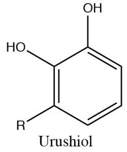 An image urushiol as a lewis structure.