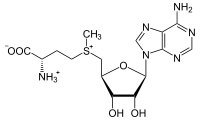 An image of a common methylating agent in S-adenosylmethioninine.