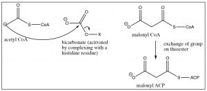 An image of a reaction of acetyl CoA, malonyl CoA, and malonyl ACP.