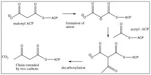 An image of a reaction of malonyl ACP and two chained carbons.