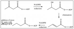 An image of a reaction of NADPH reduction.