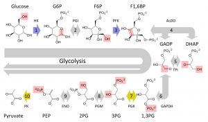 An image of Glycolysis.