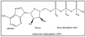 An image of adenosine triphosphate(ATP).