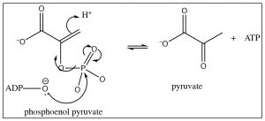 An image of reaction of phosphenol pyruvate.