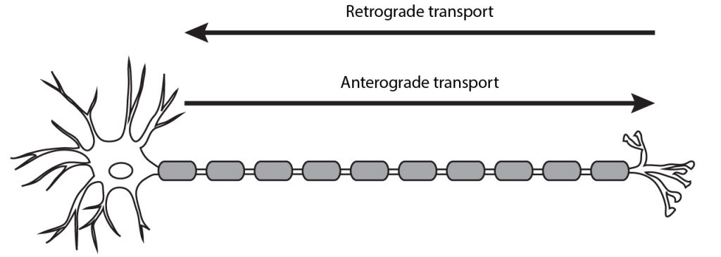 Illustrated neuron showing direction of anterograde and retrograde transport. Details in caption.