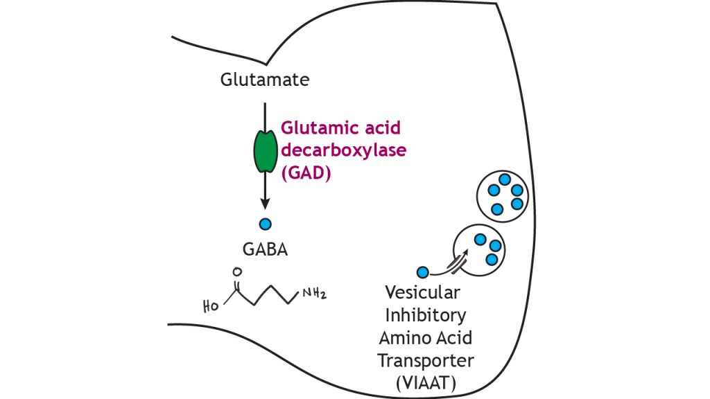 Illustrated pathway of GABA synthesis and storage. Details in caption.