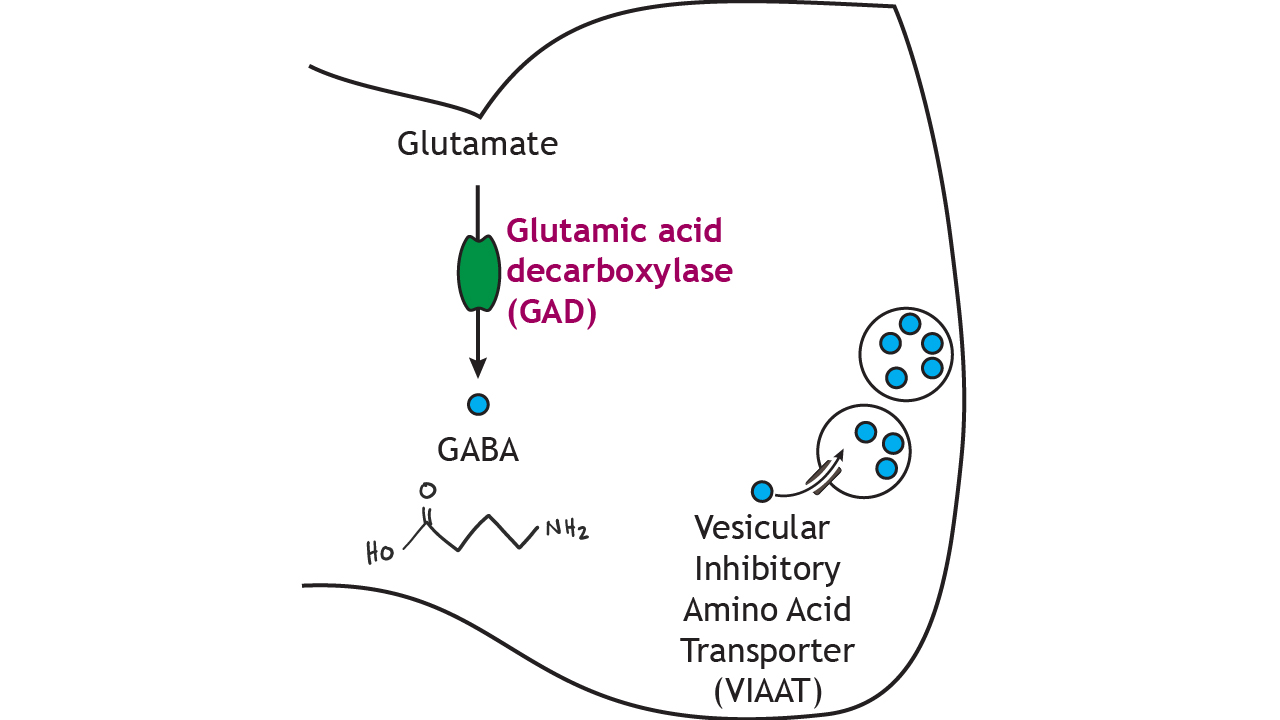 Glutamate: excitatory neurotransmitter of brain