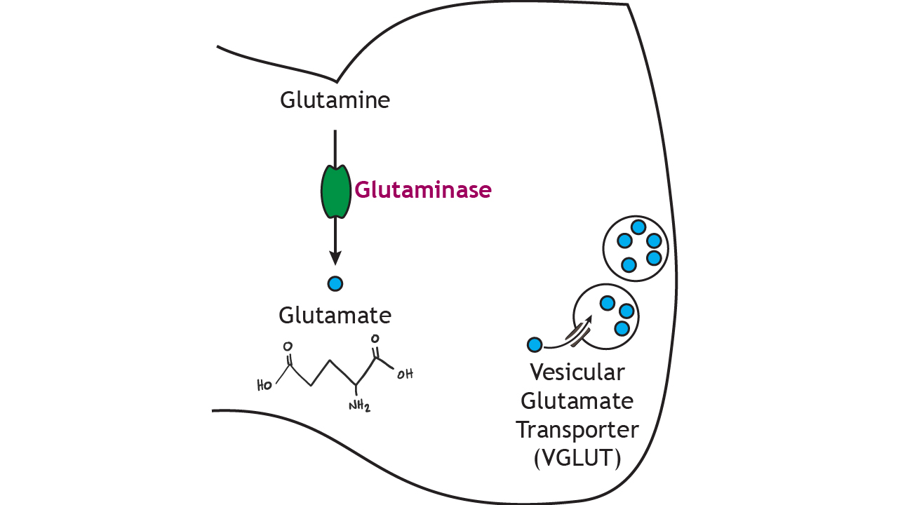 Neurotransmitters: Amino Acid Neurotransmitters (Glutamate, GABA, Glycine)  – Introduction to Neuroscience