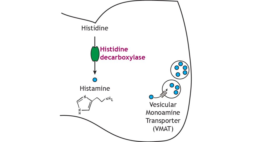 Illustrated pathway of histamine synthesis and storage. Details in caption.